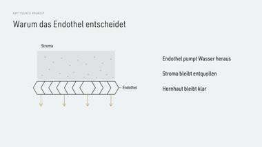R050 · Vertiefung — ERKLÄR-DECK: Hornhaut-Schichten
