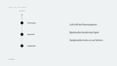 R060 · Vertiefung — ERKLÄR-DECK: Netzhaut-Schichten